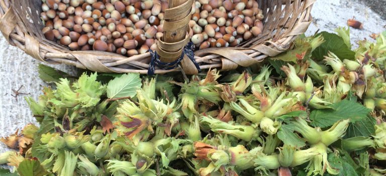 Raccolta nocciole misto Chiavari 2017!! Raccolta nocciole misto Chiavari 2017!!