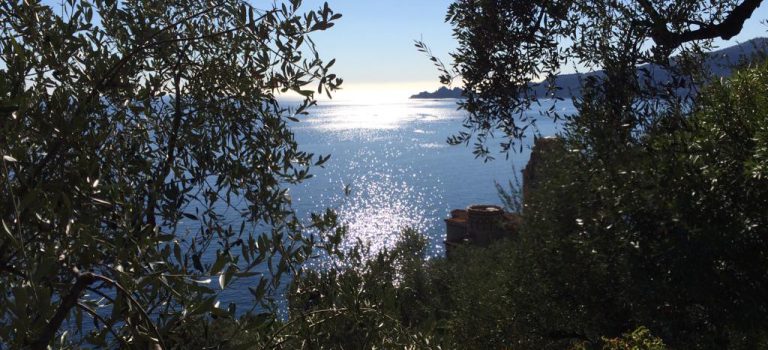Raccolta e lavorazione olive 2018!! Qualche foto… :) Raccolta e lavorazione olive 2018!! Qualche foto… :)